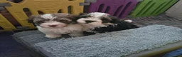 Havanese dogs for sale: Tender  - Ad 5