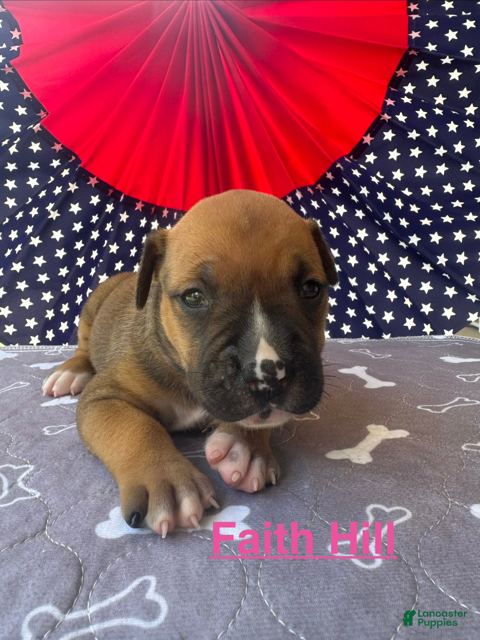 American Bulldog dogs Female #1/ Faith Hill - Ad 13
