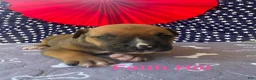 American Bulldog dogs for sale: Female #1/ Faith Hill - Ad 1