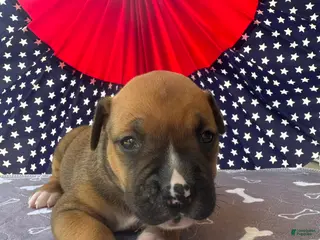 American Bulldog dogs Female #1/ Faith Hill - Ad 13