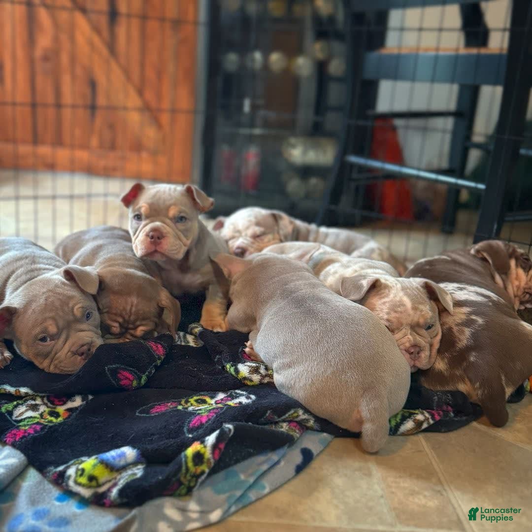 Gallery Image {{count}}