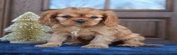 Cavapoo dogs for sale: Dean  - Ad 3
