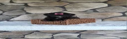 Shihpoo dogs for sale: Shelly - Ad 2