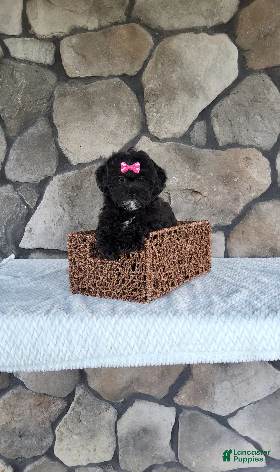 Shihpoo dogs for sale: Shelly - Ad 2