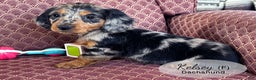 Dachshund dogs for sale: Kelsey - Ad 5