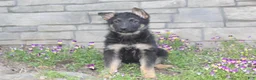 German Shepherd dogs for sale: Dixie  - Ad 3