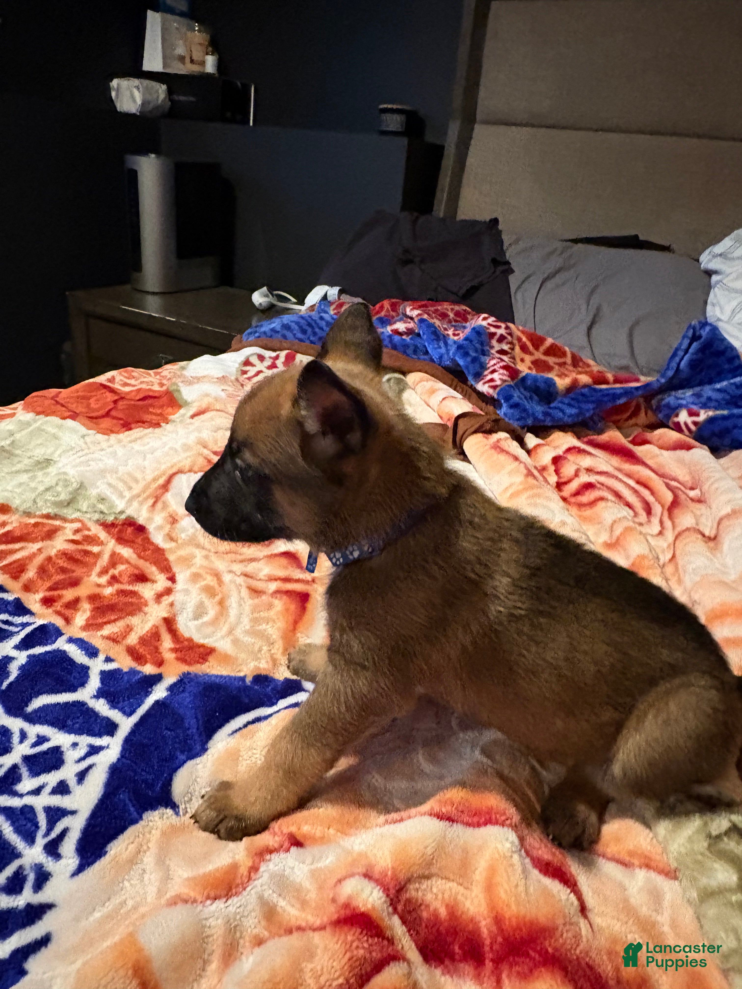 Mixed Breed dogs Sapphire  - Ad 1