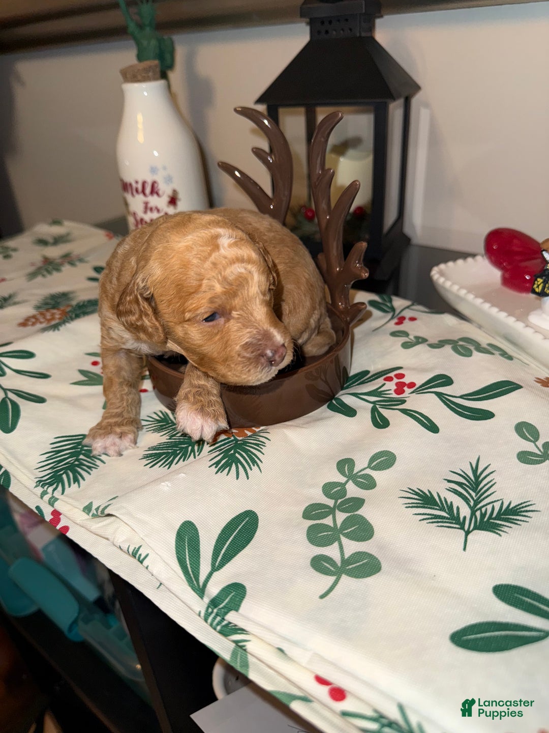 Toy Poodle dogs for sale: Remy - Ad 4