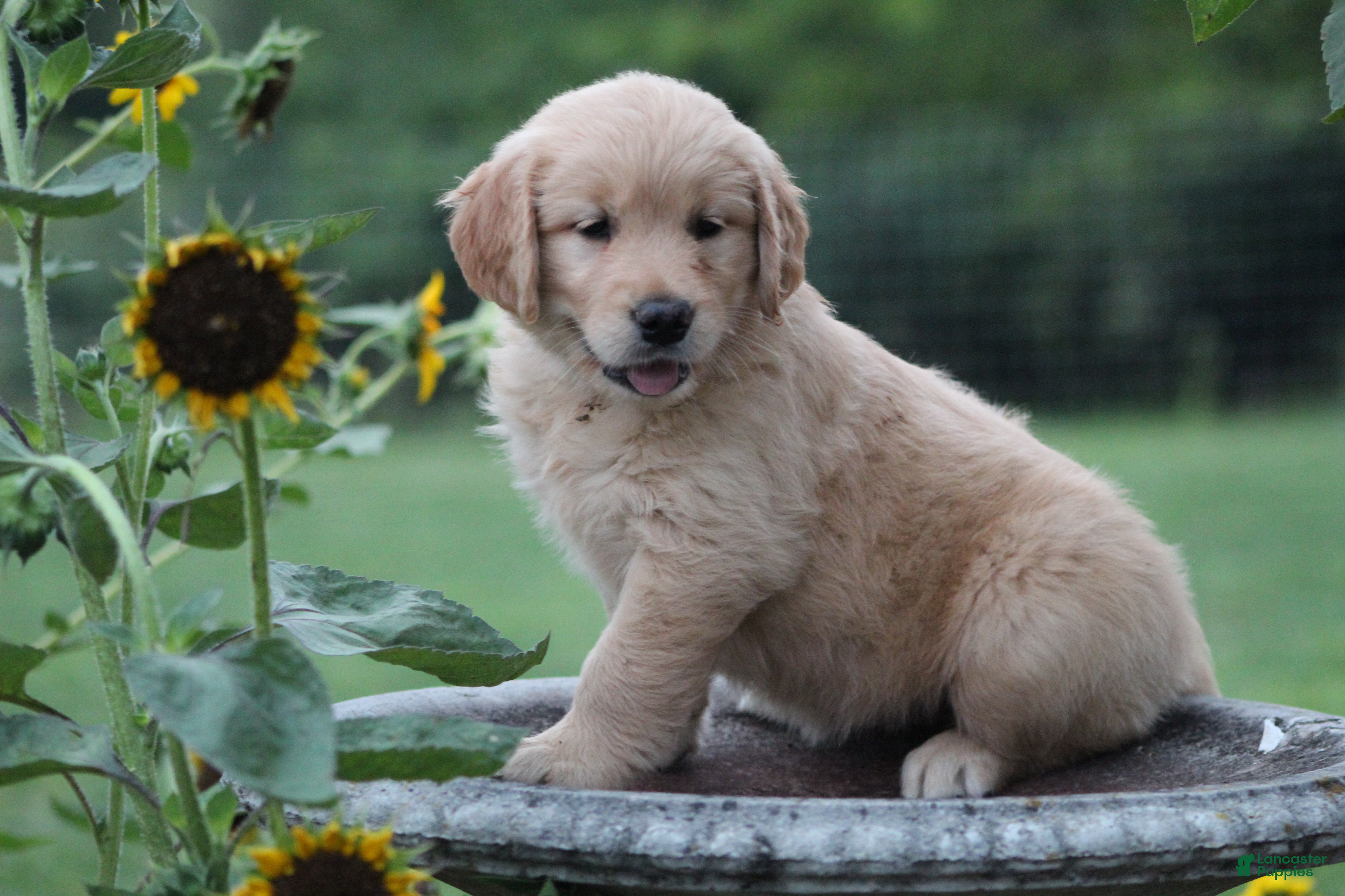 Golden Retriever dogs Amber - Ad 1
