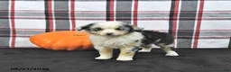 Mini Aussiedoodle dogs for sale: Dora - Ad 3
