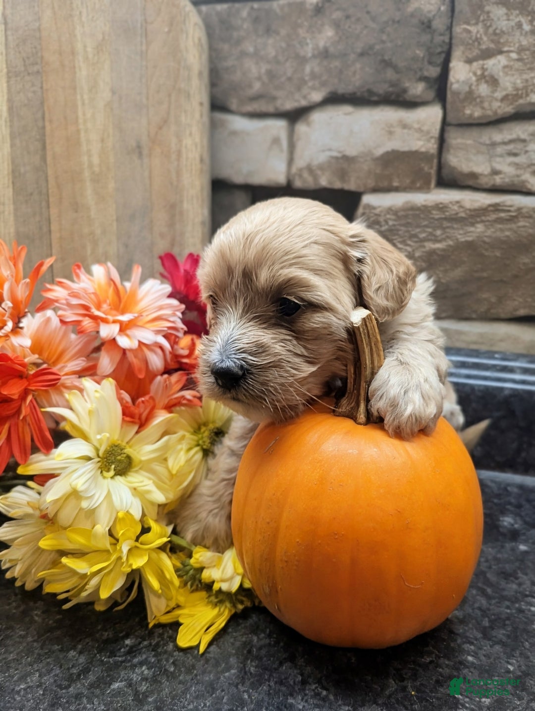 Mixed Breed dogs for sale: Cosmo - Ad 9