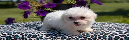 Maltese dogs for sale: Talia - Ad 9