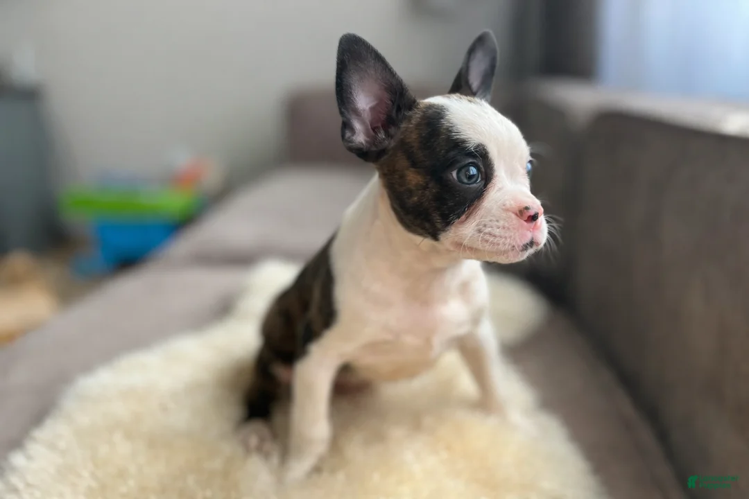 Mixed Breed dogs for sale: Tyler - Ad 3