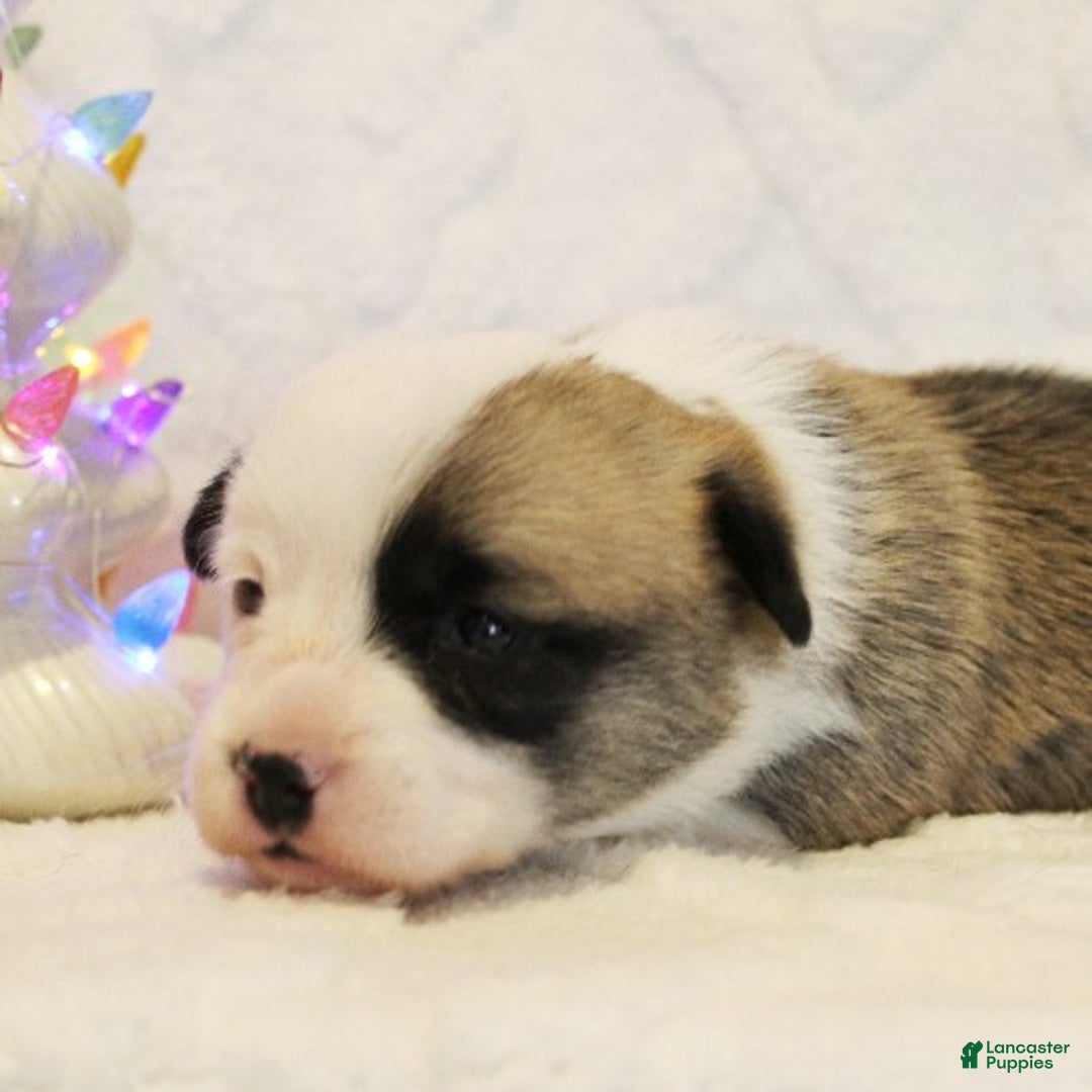 Welsh Corgi Pembroke dogs for sale: Elsa Genetically CLEAR - Ad 3