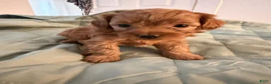 Milo
