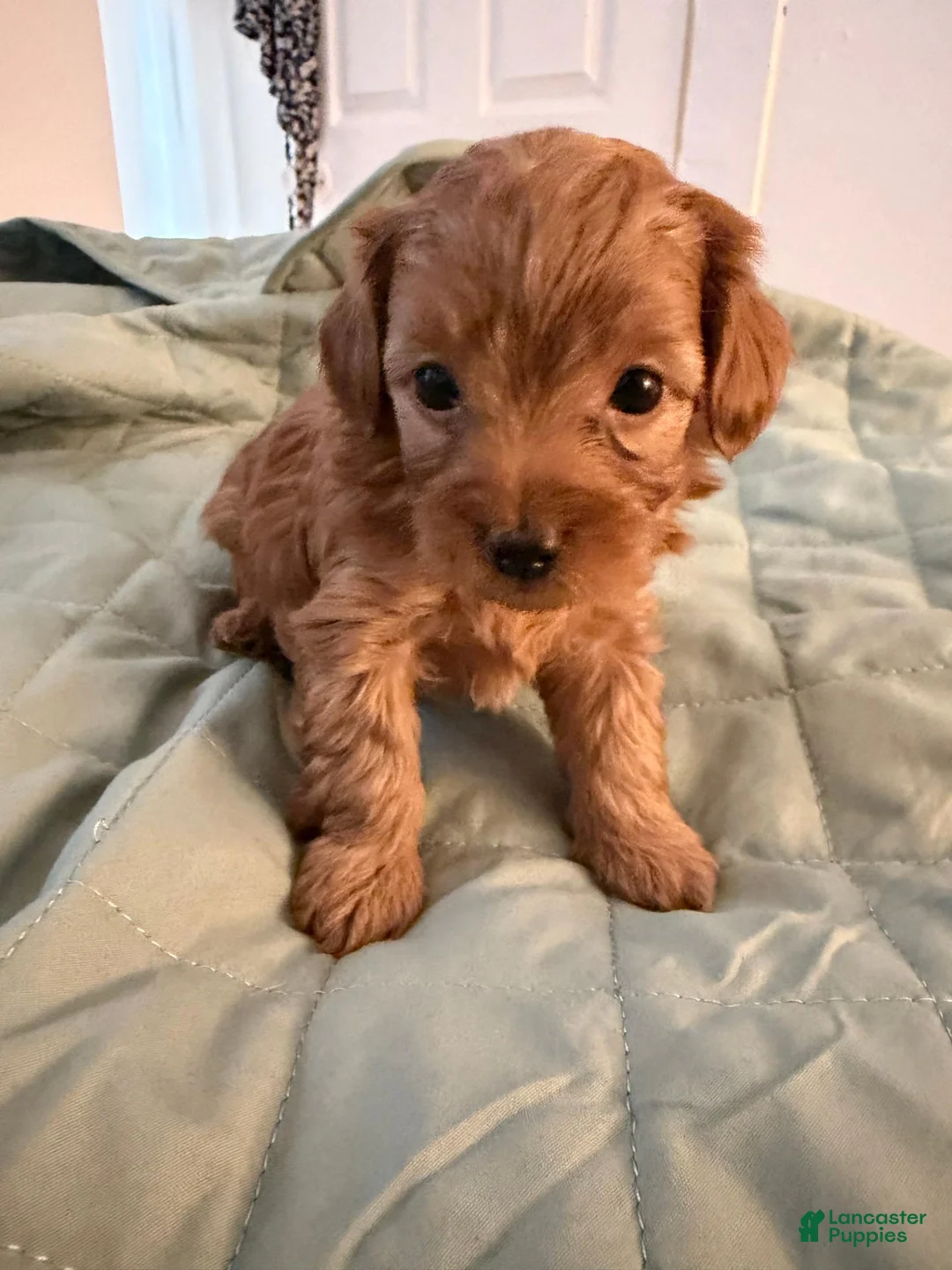 Yorkiepoo dogs for sale: Milo - Ad 1