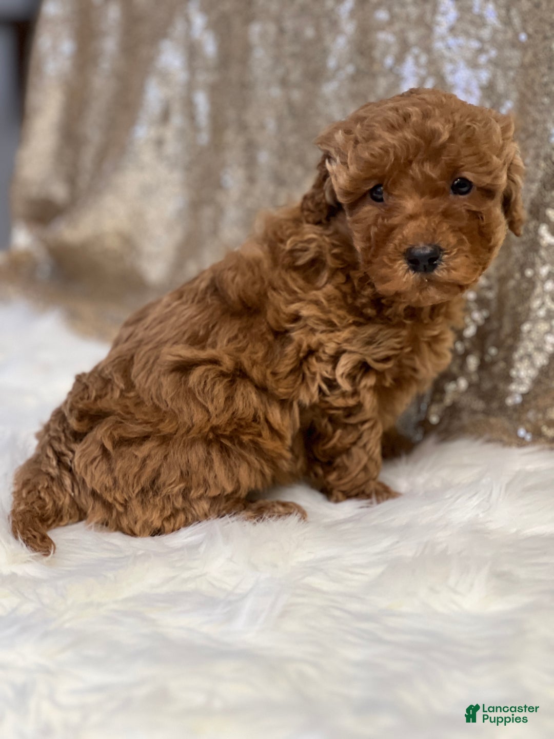 Miniature Poodle dogs for sale: Cassie - Ad 2