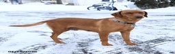 Labrador Retriever dogs for sale: Ruby - Ad 6