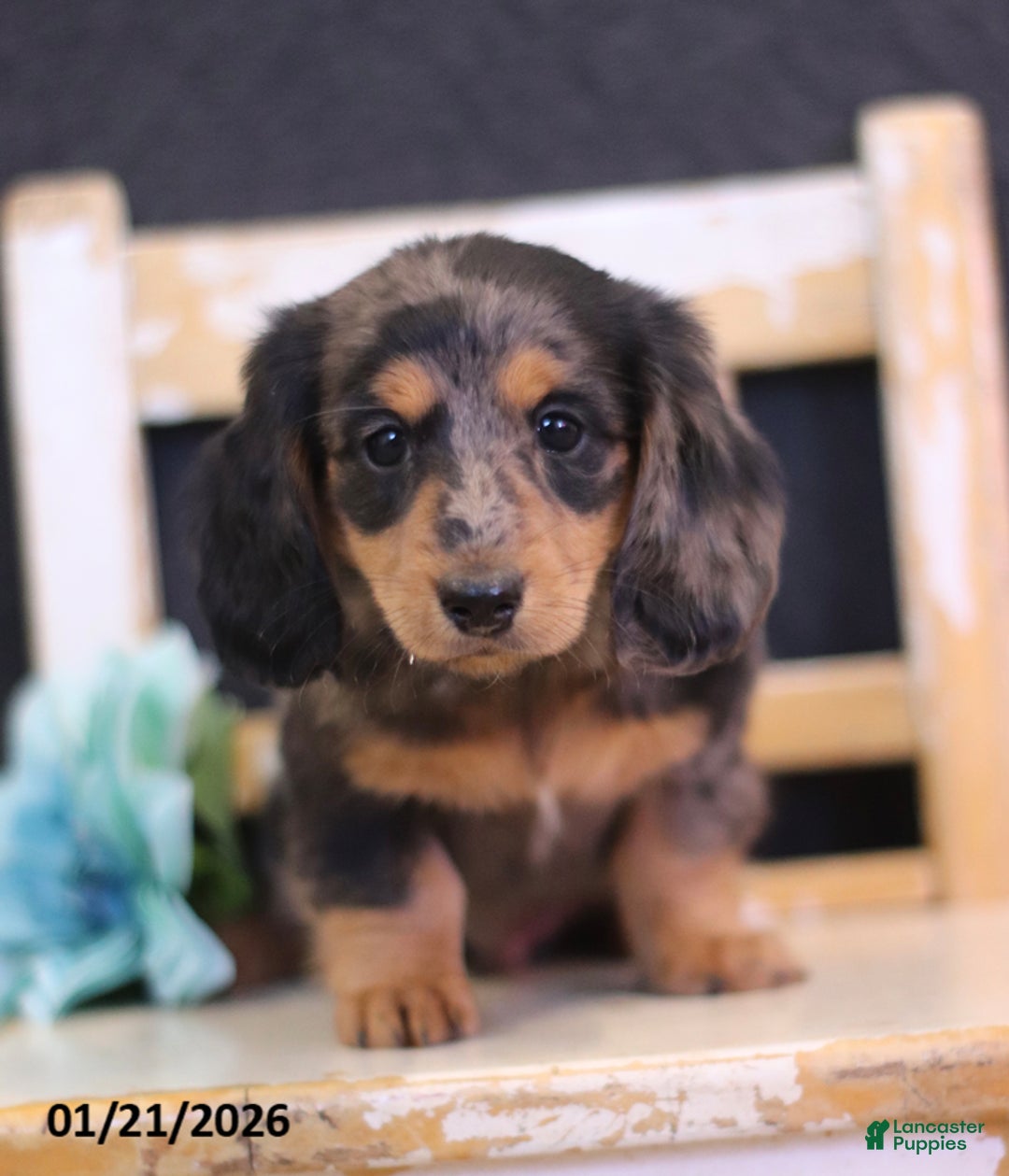 Miniature Dachshund dogs for sale: Winter - Ad 5