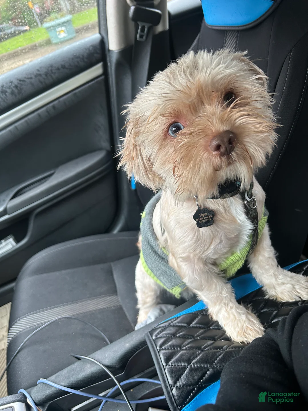 Mixed Breed dogs for sale: Stella - Ad 7