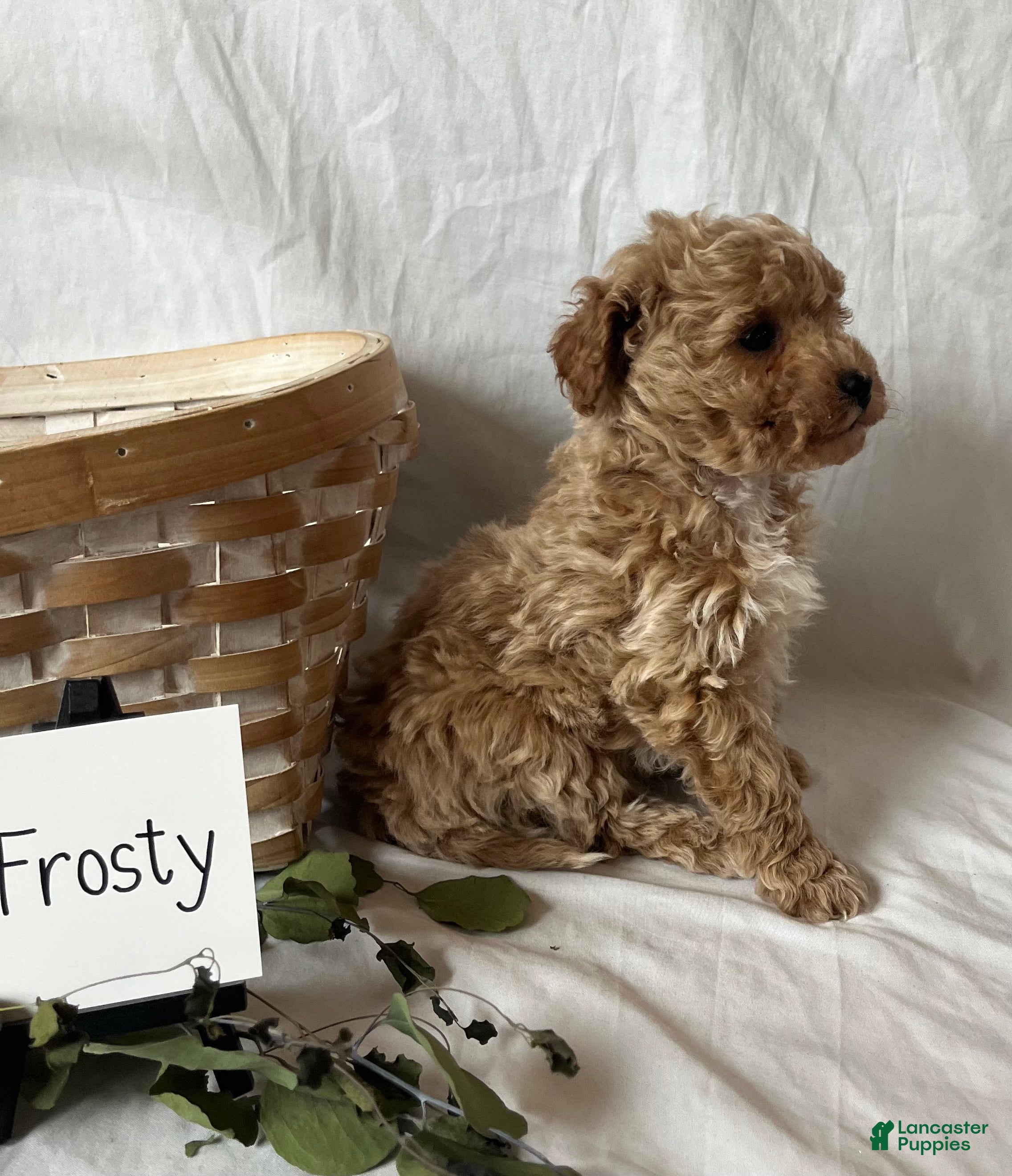 Maltipoo dogs Frosty - Ad 2