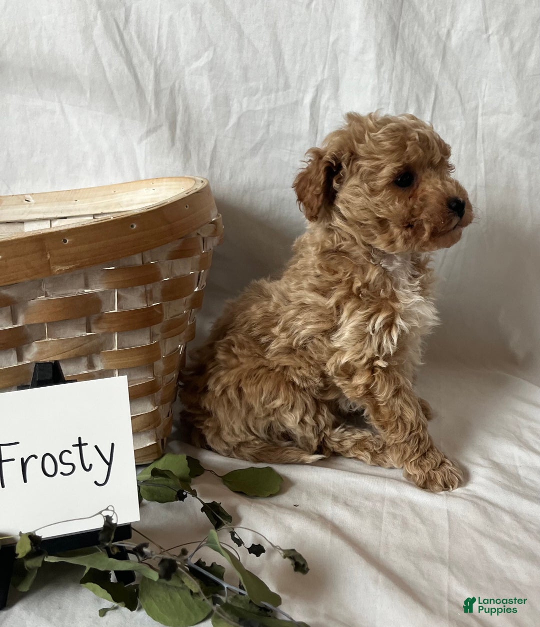 Maltipoo dogs for sale: Frosty - Ad 2