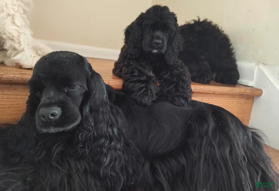 Cocker Spaniel dogs for sale: Cocker Spaniel Puppy 1 - Ad 2