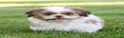 Shih Tzu dogs for sale: Rusty Shih Tzu  - Ad 1