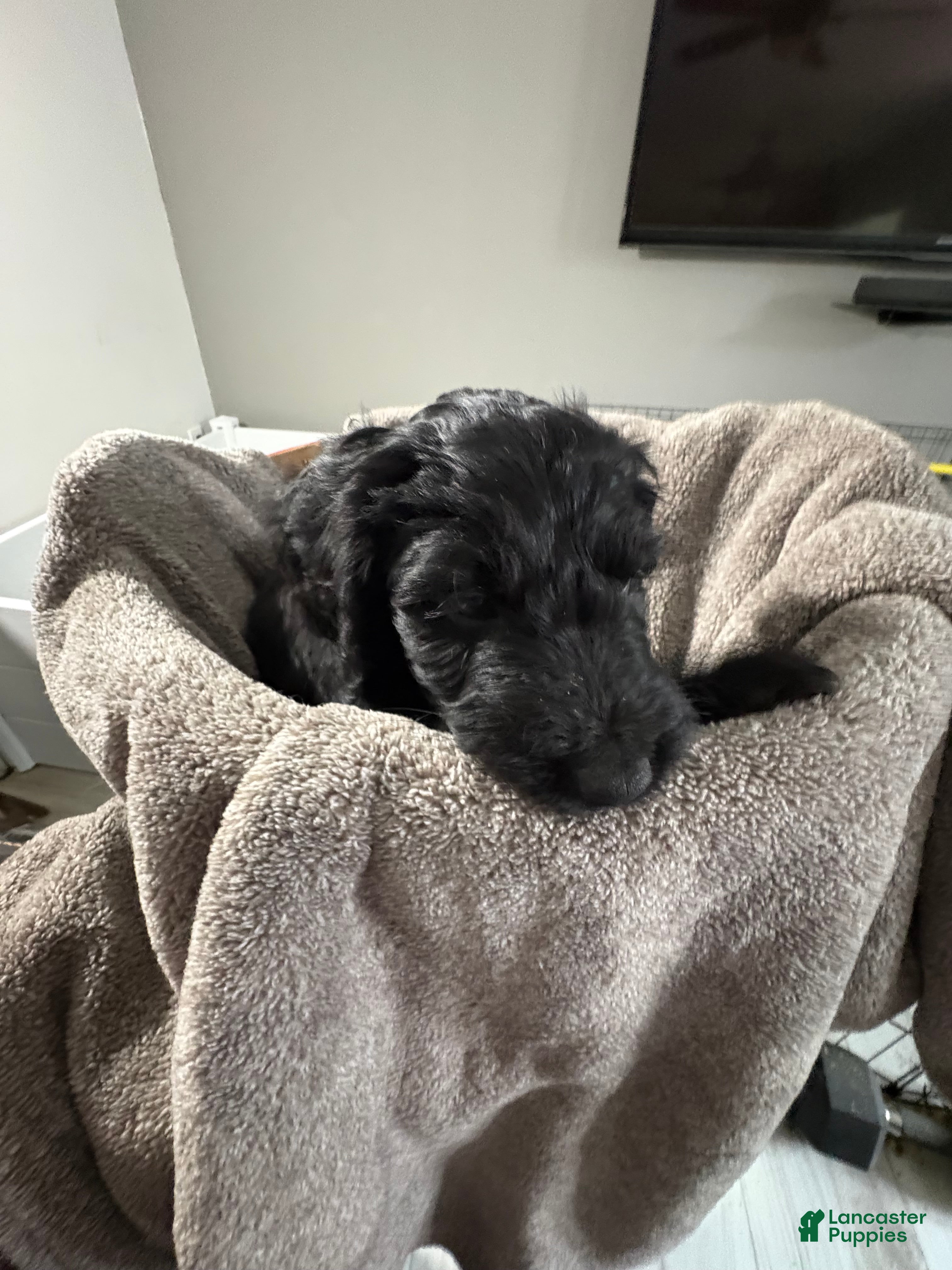 Goldendoodle dogs Goldendoodle Puppy 1 - Ad 2