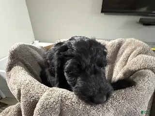 Goldendoodle dogs Goldendoodle Puppy 1 - Ad 2