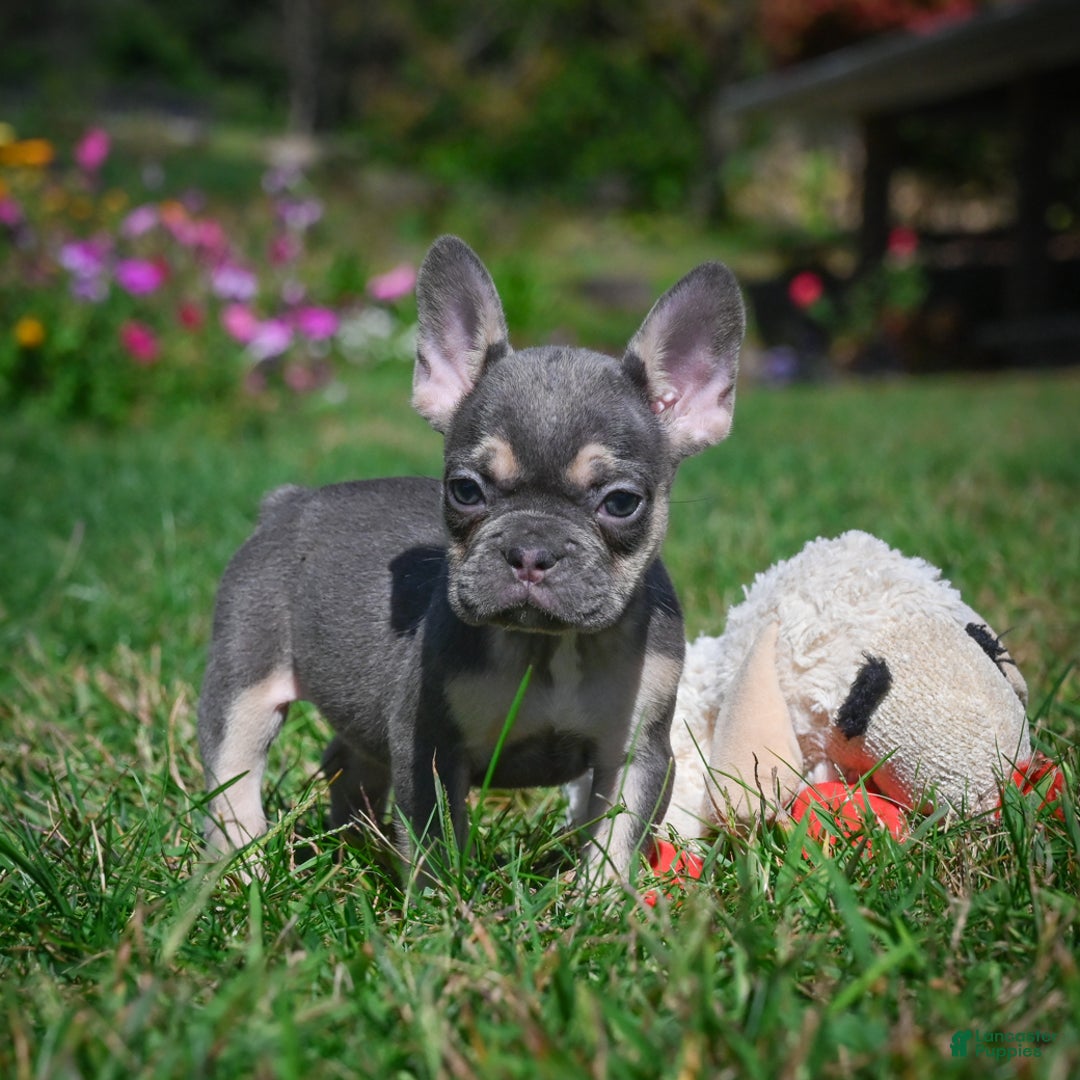 French Bulldog dogs for sale: Coco - Ad 3