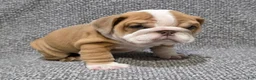 English Bulldog dogs for sale: Mitchell - Ad 4
