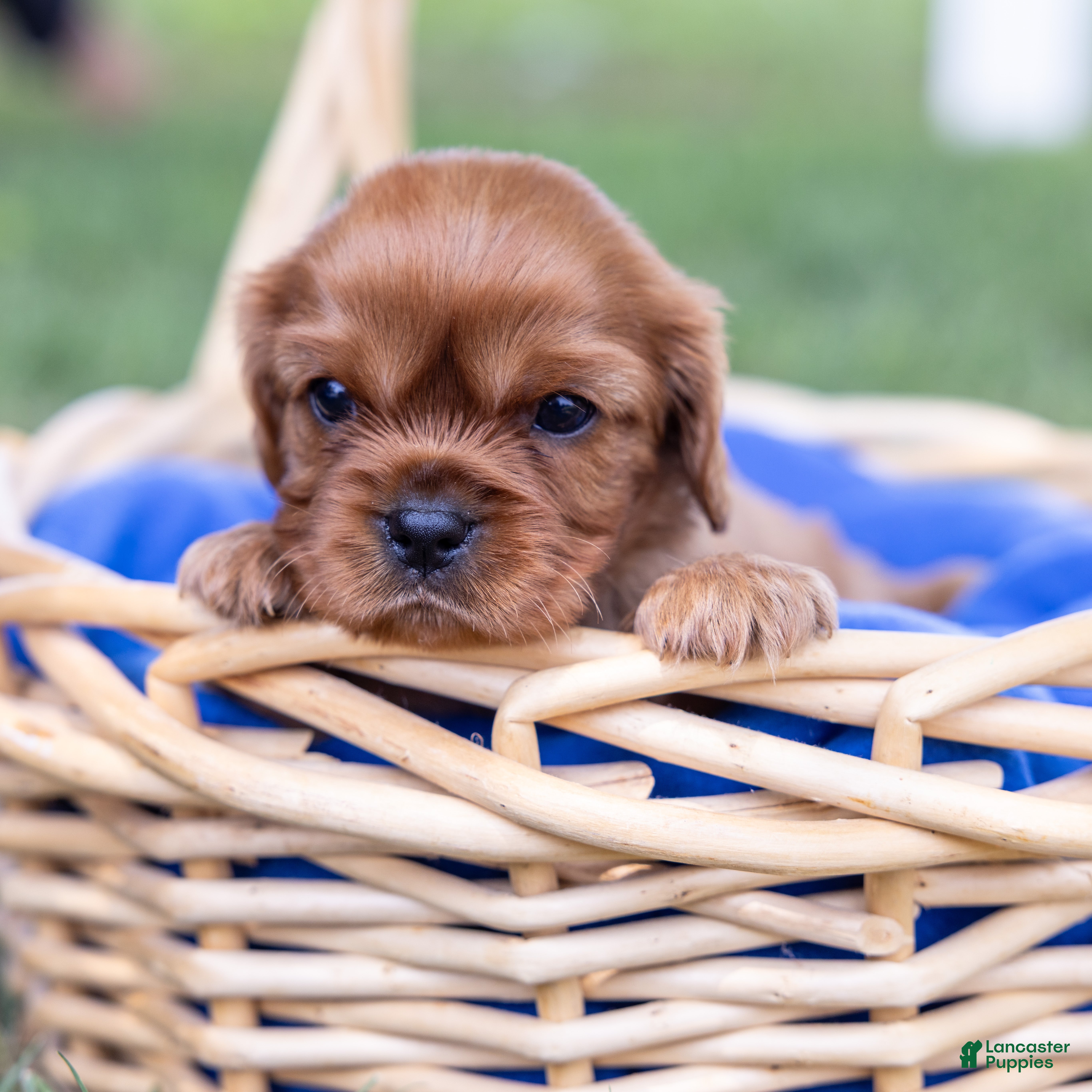 Cavalier King Charles Spaniel dogs Alfalfa - Ad 1