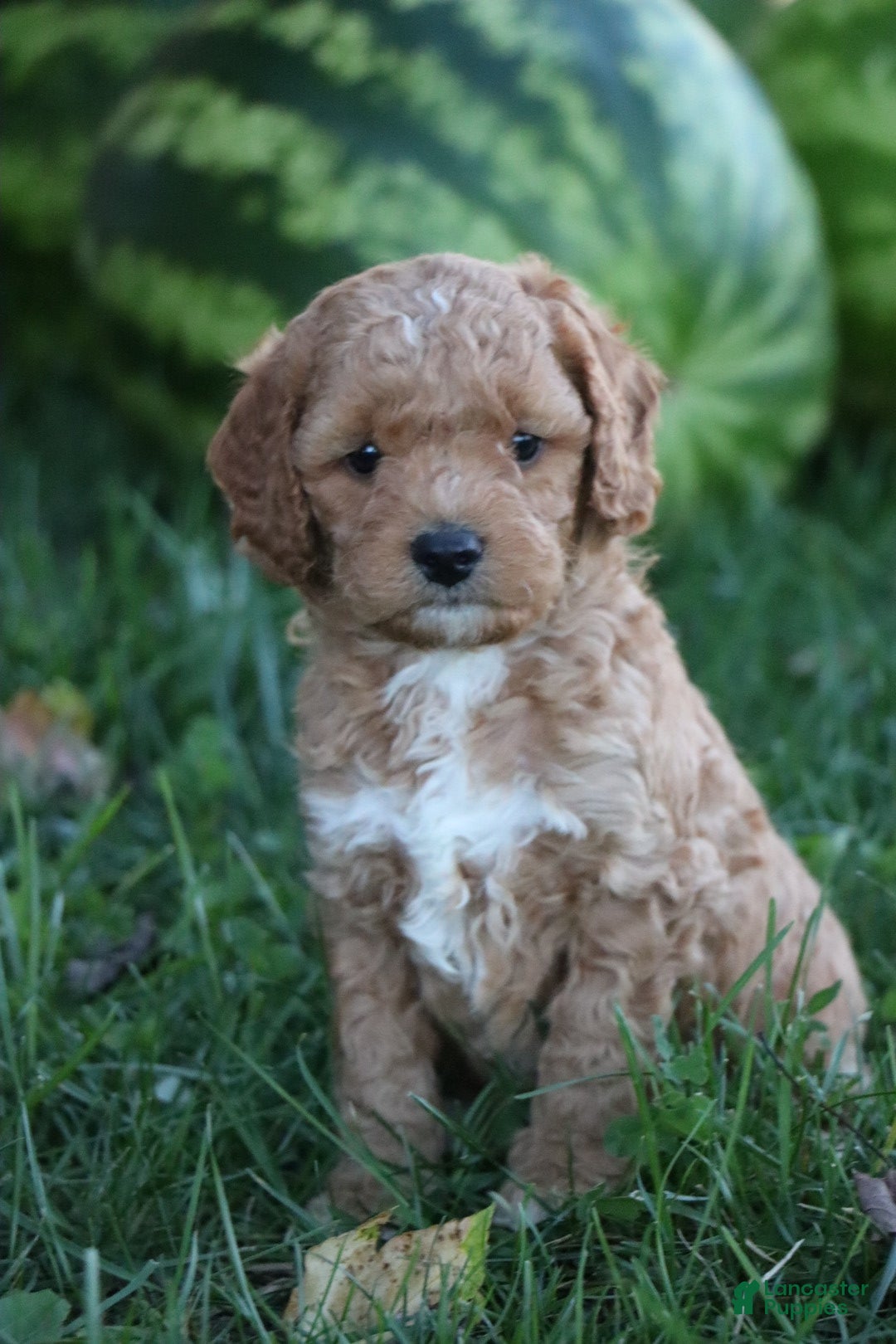 Miniature Labradoodle dogs Buddy  - Ad 1