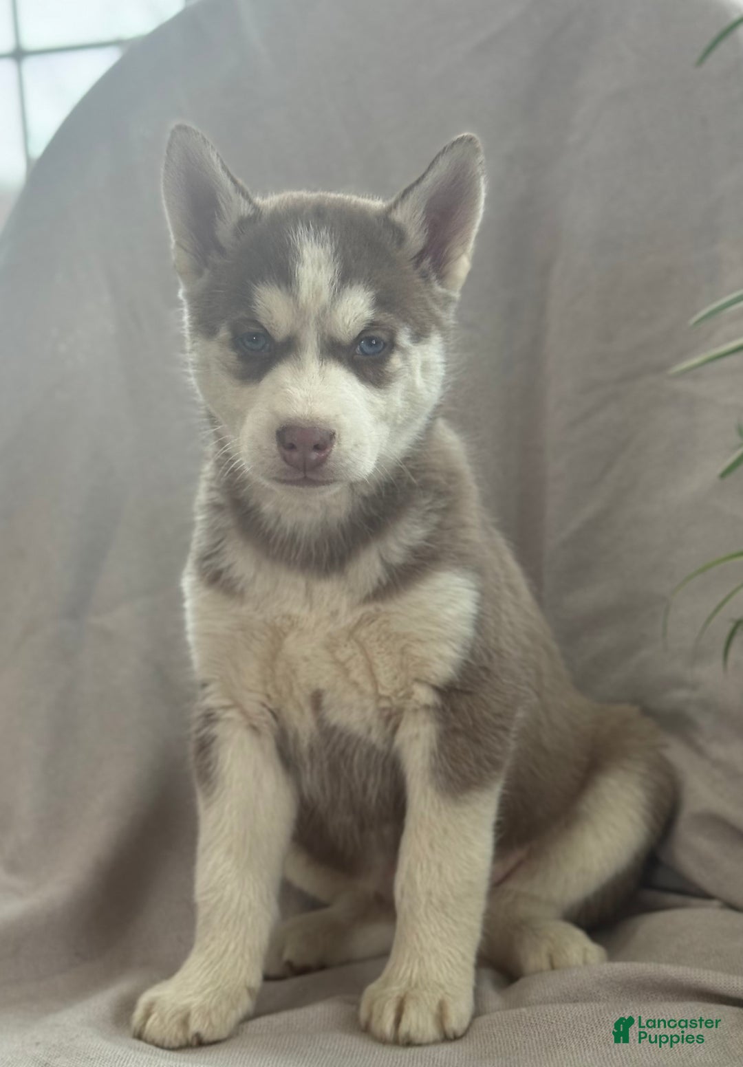 Siberian Husky dogs for sale: Ledger - Ad 7