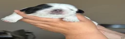Shih Tzu dogs for sale: Oreo  - Ad 5