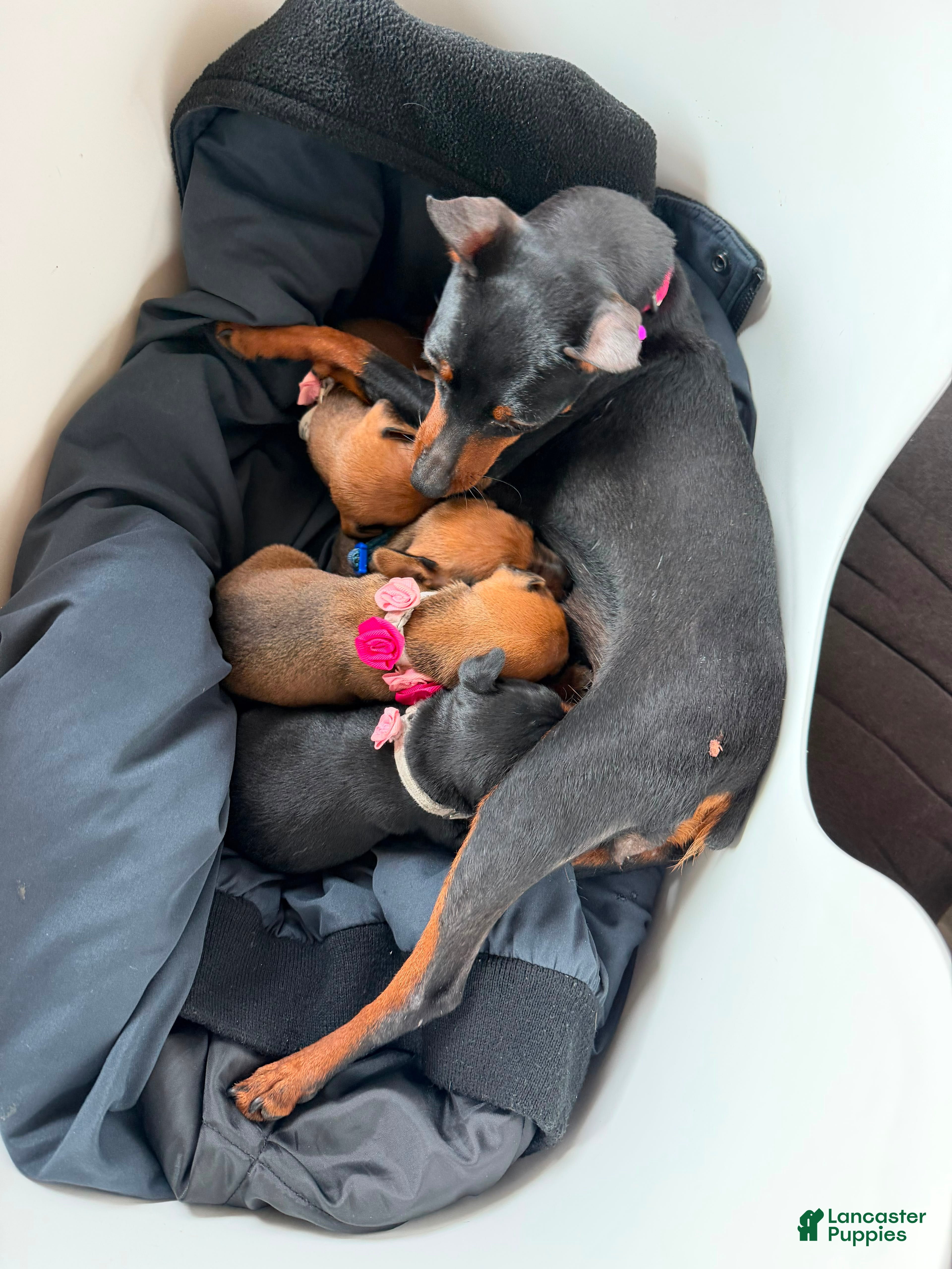 Miniature Pinscher dogs Miniature Pinscher 1 - Ad 27