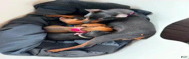 Miniature Pinscher 1