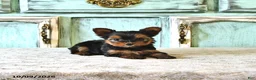 Yorkshire Terrier dogs for sale: Stella - Ad 3