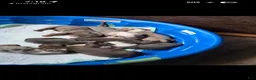 American Bully dogs for sale: American Bully 9 - Ad 3