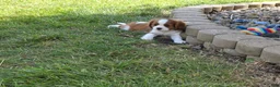 Cavalier King Charles Spaniel dogs for sale: Cavalier King Charles Spaniel 3 - Ad 7