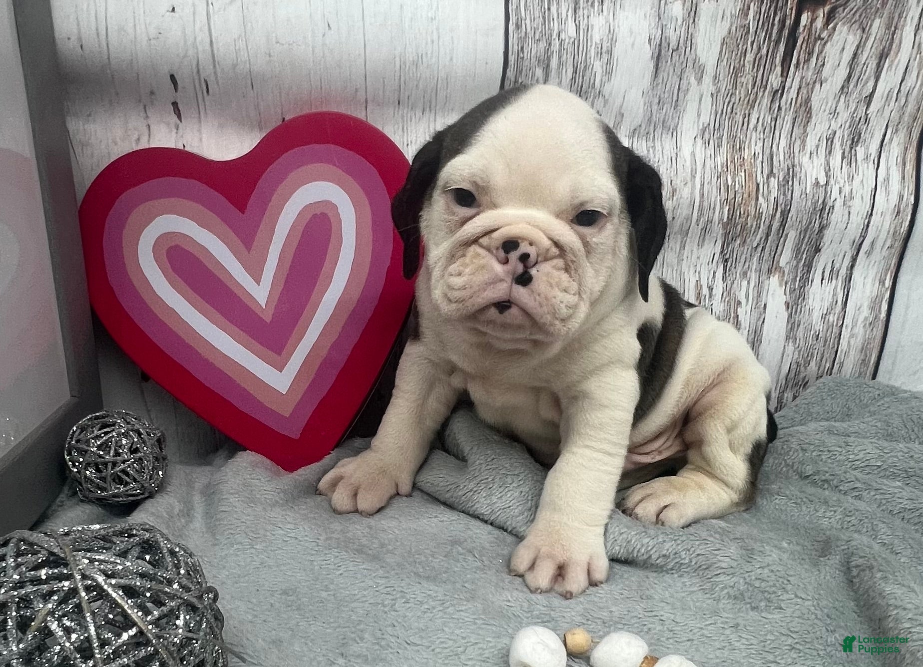 English Bulldog dogs Liam - Ad 1