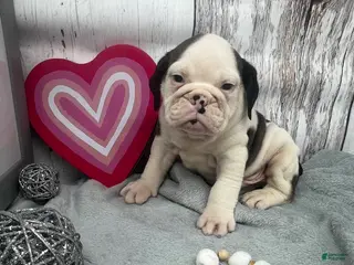 English Bulldog dogs Liam - Ad 1