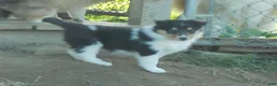 Collie dogs for sale: Agnes - Ad 2