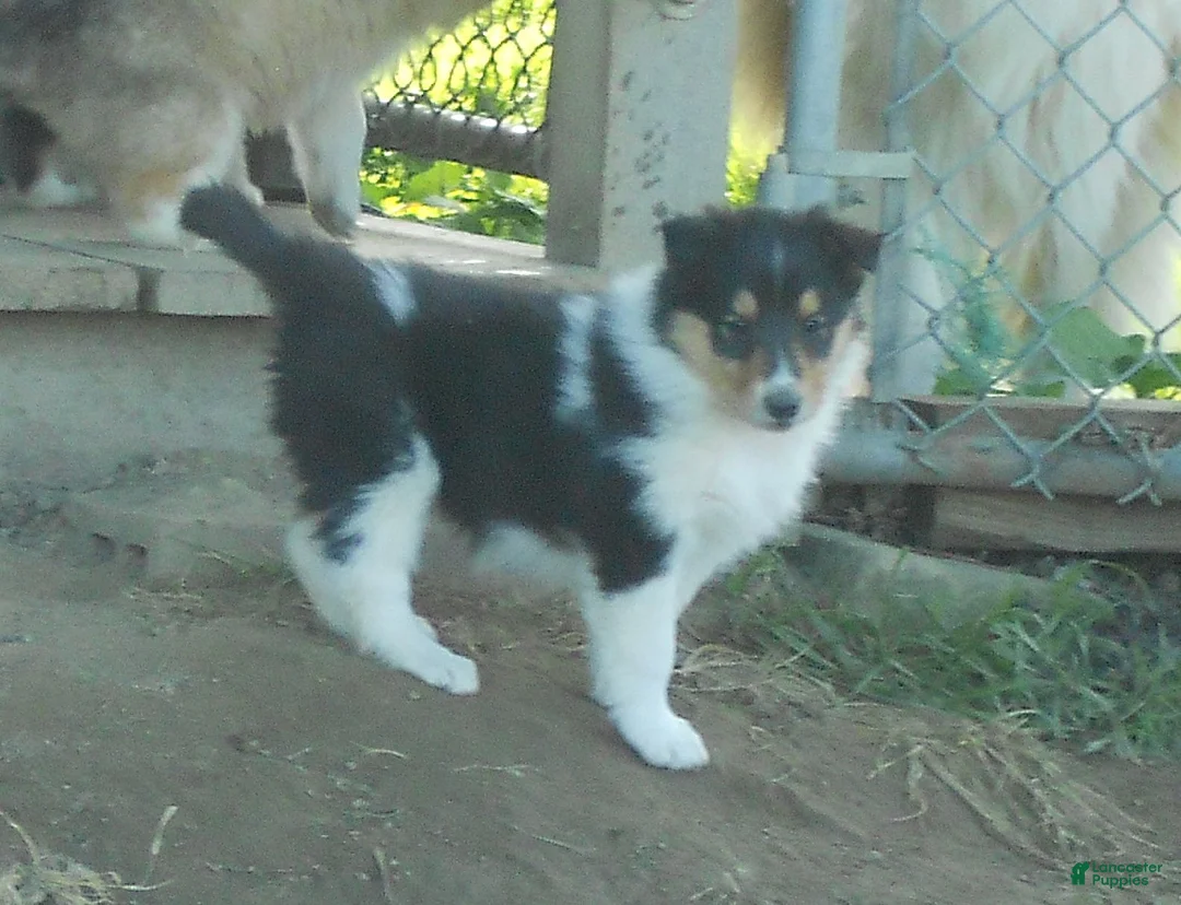 Collie dogs for sale: Agnes - Ad 2