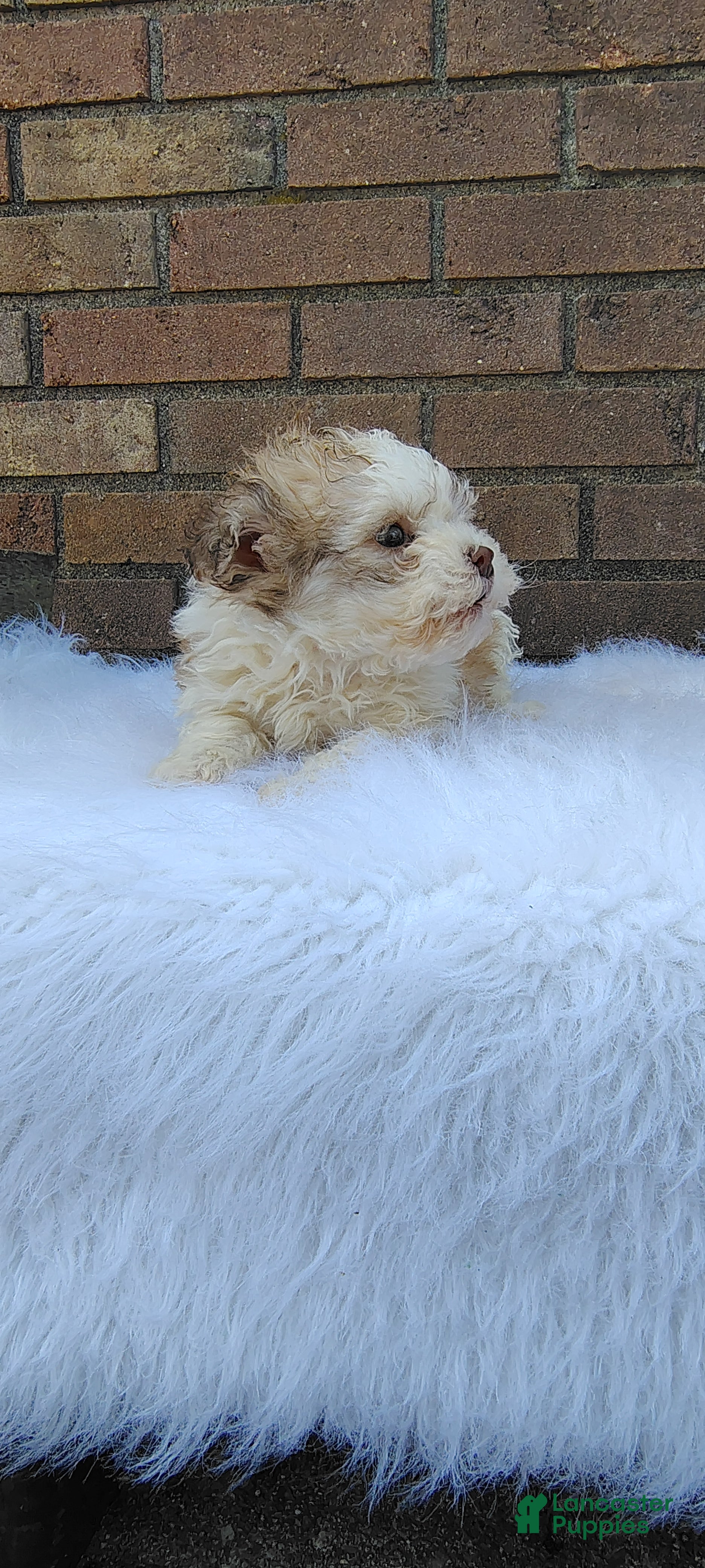 Maltipoo dogs Maltipoo Puppy 1 - Ad 1