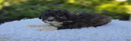Miniature Poodle dogs for sale: Denver - Ad 3