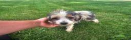 Yorkshire Terrier dogs for sale: Yorkshire Terrier Puppy 3 - Ad 2