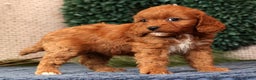 Cavapoo dogs for sale: Liberty - Ad 9