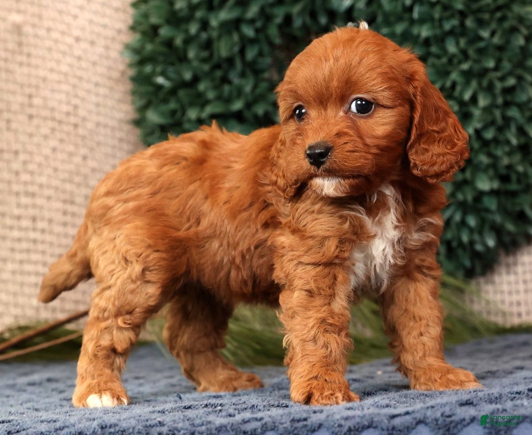 Cavapoo dogs for sale: Liberty - Ad 9